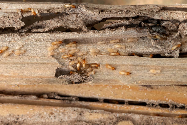 Best Wasp Removal Services  in Sedalia, MO