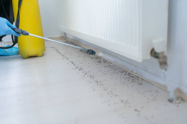 Flea Control Services in Sedalia, MO